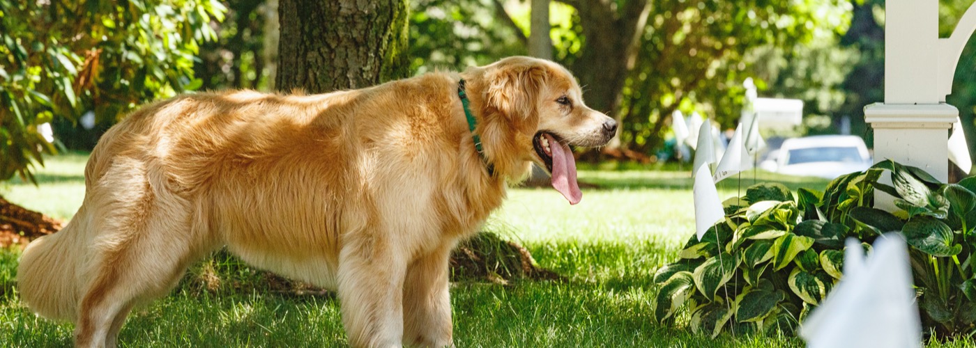 DogWatch Hidden Fences of Portland, Portland, Oregon | Outdoor Hidden Dog Fences Slider Image