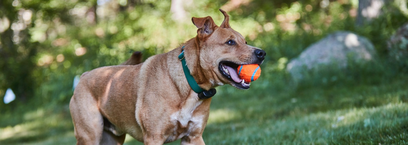 DogWatch Hidden Fences of Portland, Portland, Oregon | ProFenceX Slider Image